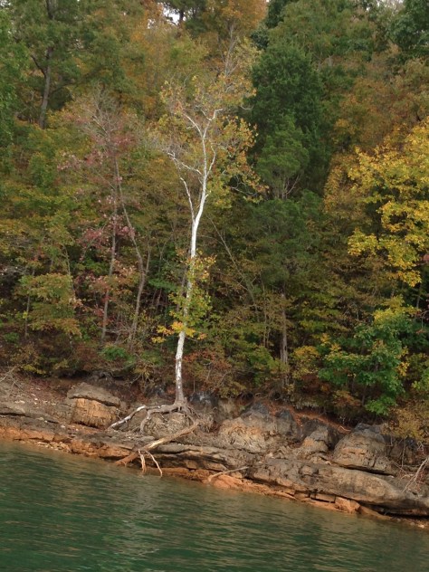 Vertical white blaze against the green