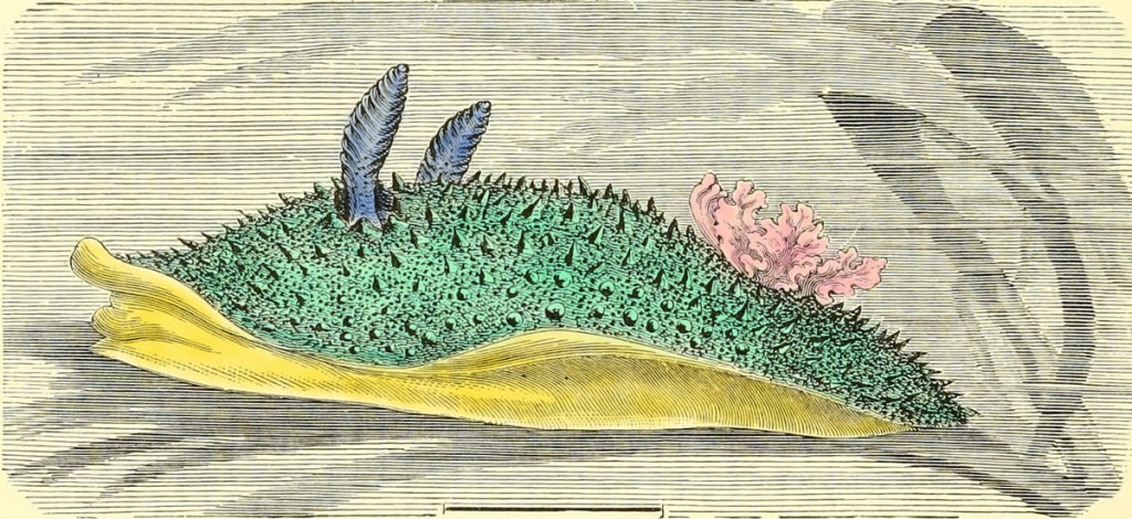 How a Jellyfish and a Sea Slug Illuminate the Mystery of the&nbsp;Self